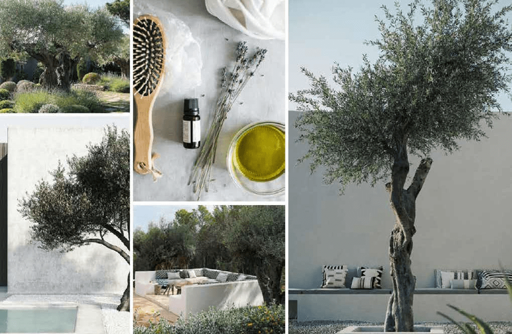 Olive Trees Garden